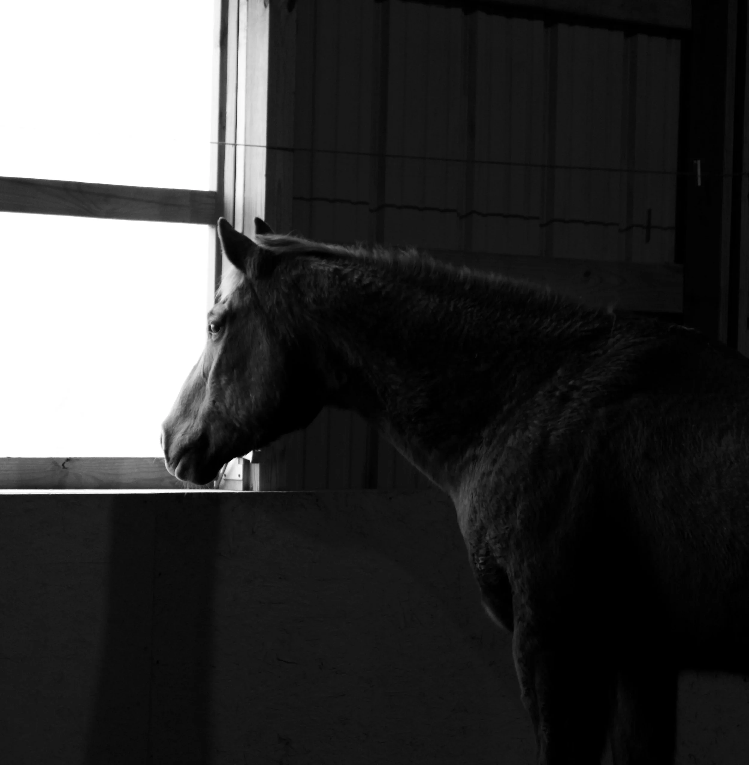 Therapeutic Riding Institute