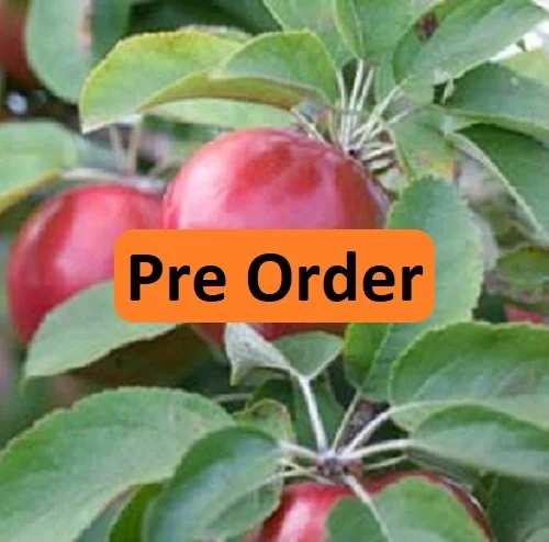 PreOrder - SnowSweet.jpg