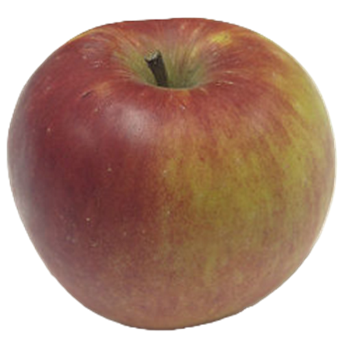 Nova Spy.png (Copy)