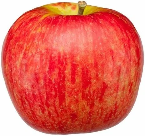Honeycrisp 6.jpg