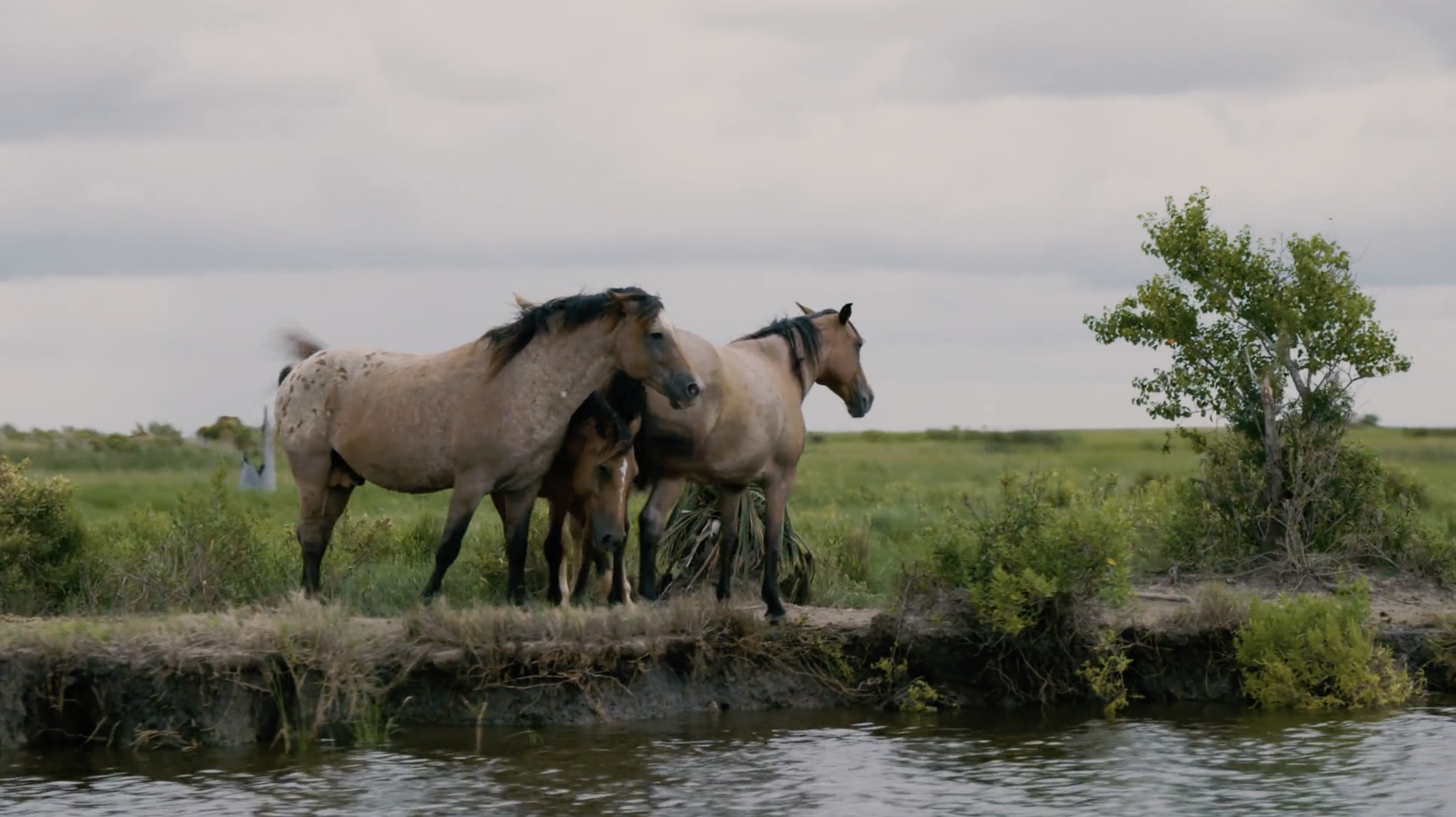 Screen Shot 2023-06-12 at 3.19.45 PM.png