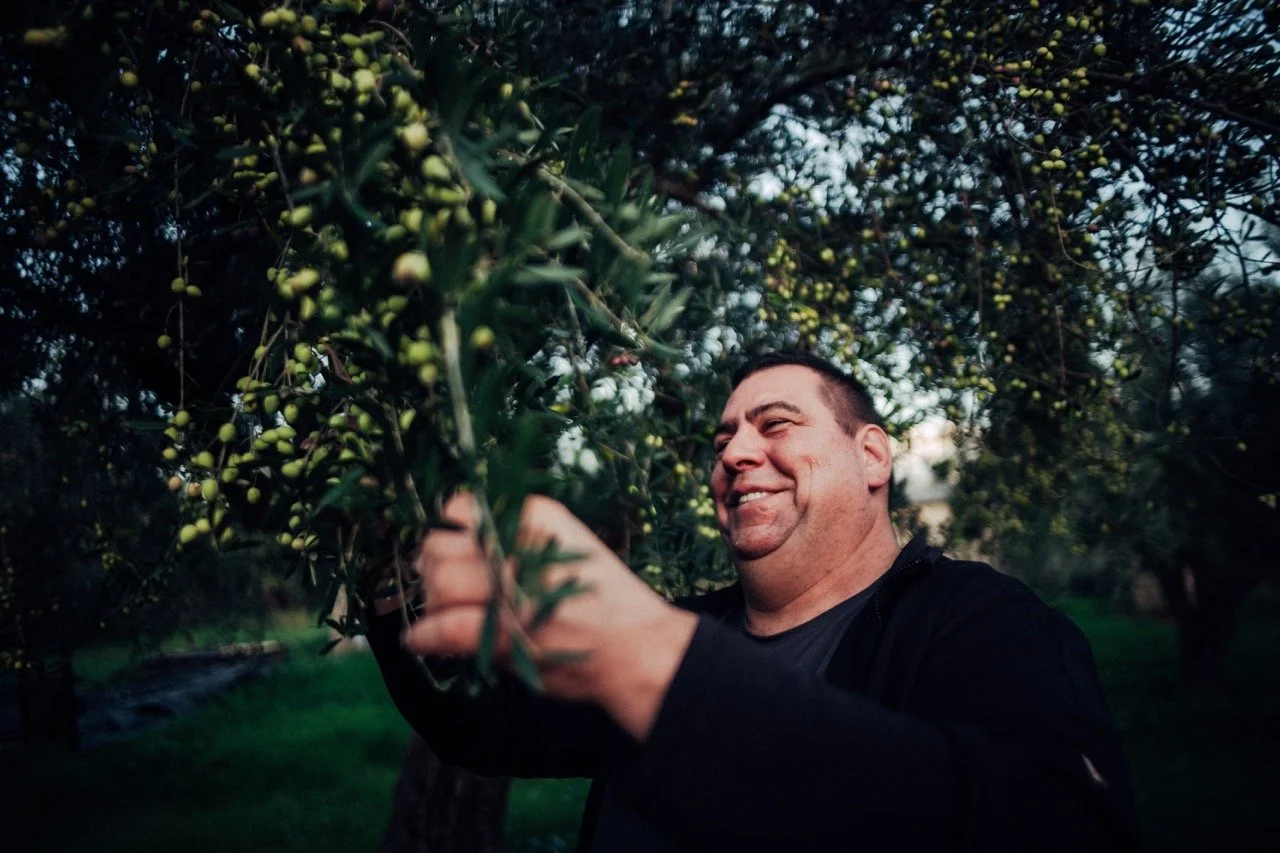 A man harvesting olives from an olive tree in an orchard at dusk.