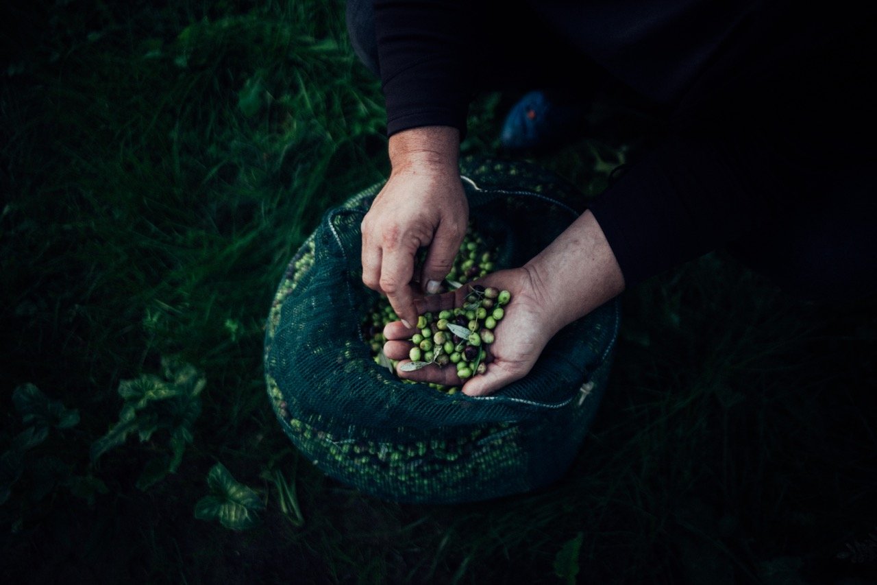 Person harvesting green coffee cherries into a bag outside.