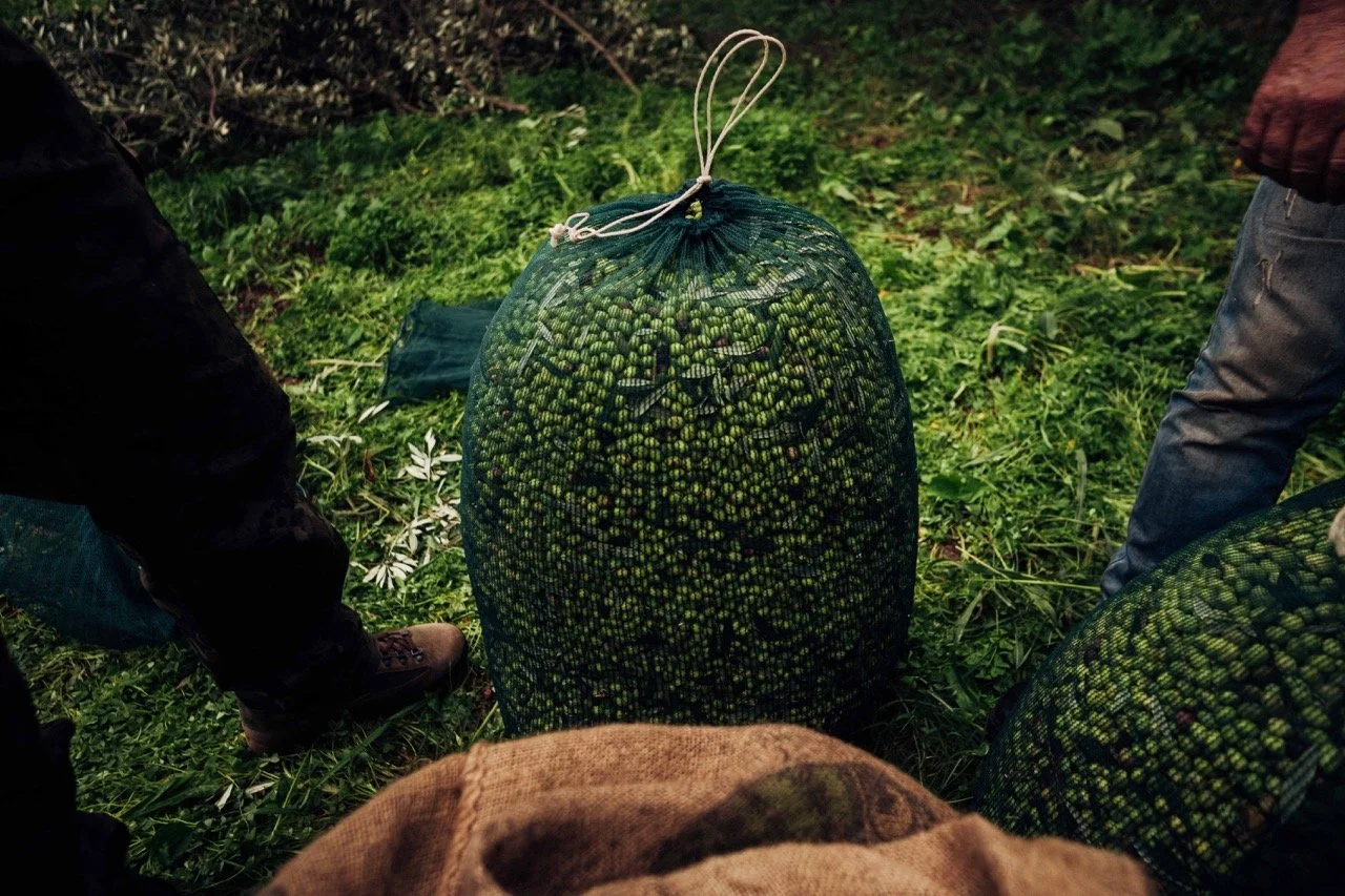 Large green bag filled with olives on grass with people surrounding.