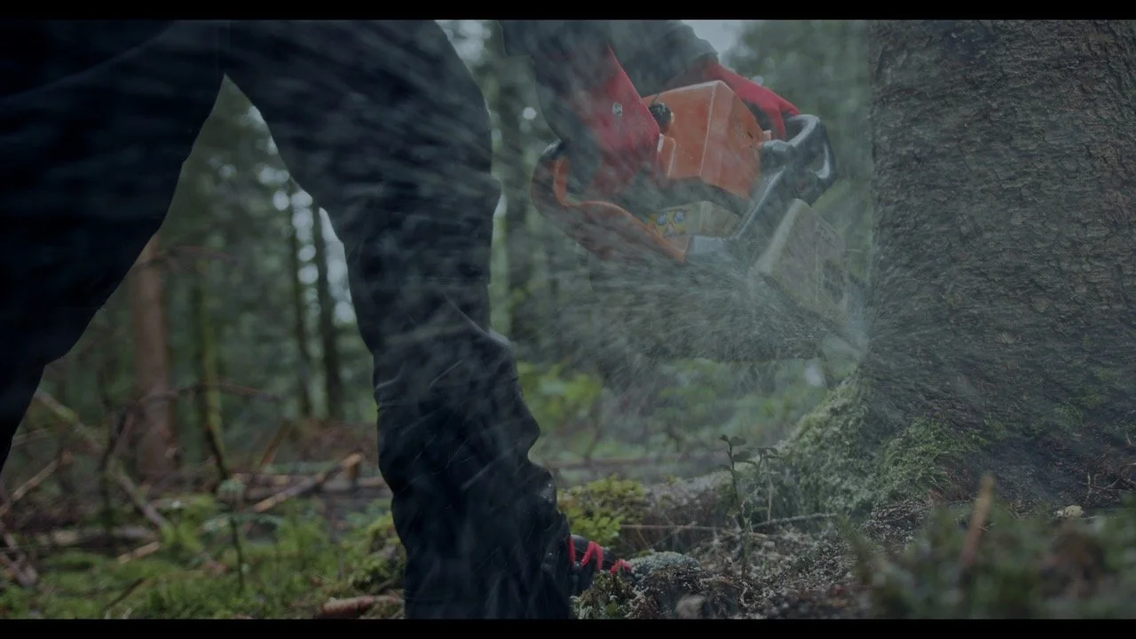 A person cutting a tree with a chainsaw in a forest.