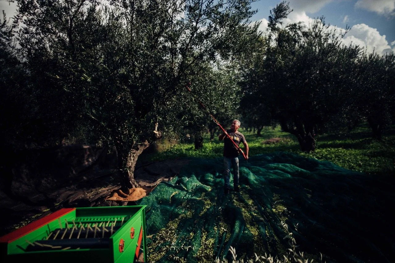 A man harvesting olives from trees in an orchard, using a long pole to shake the branches, with a green harvesting tool in the foreground.