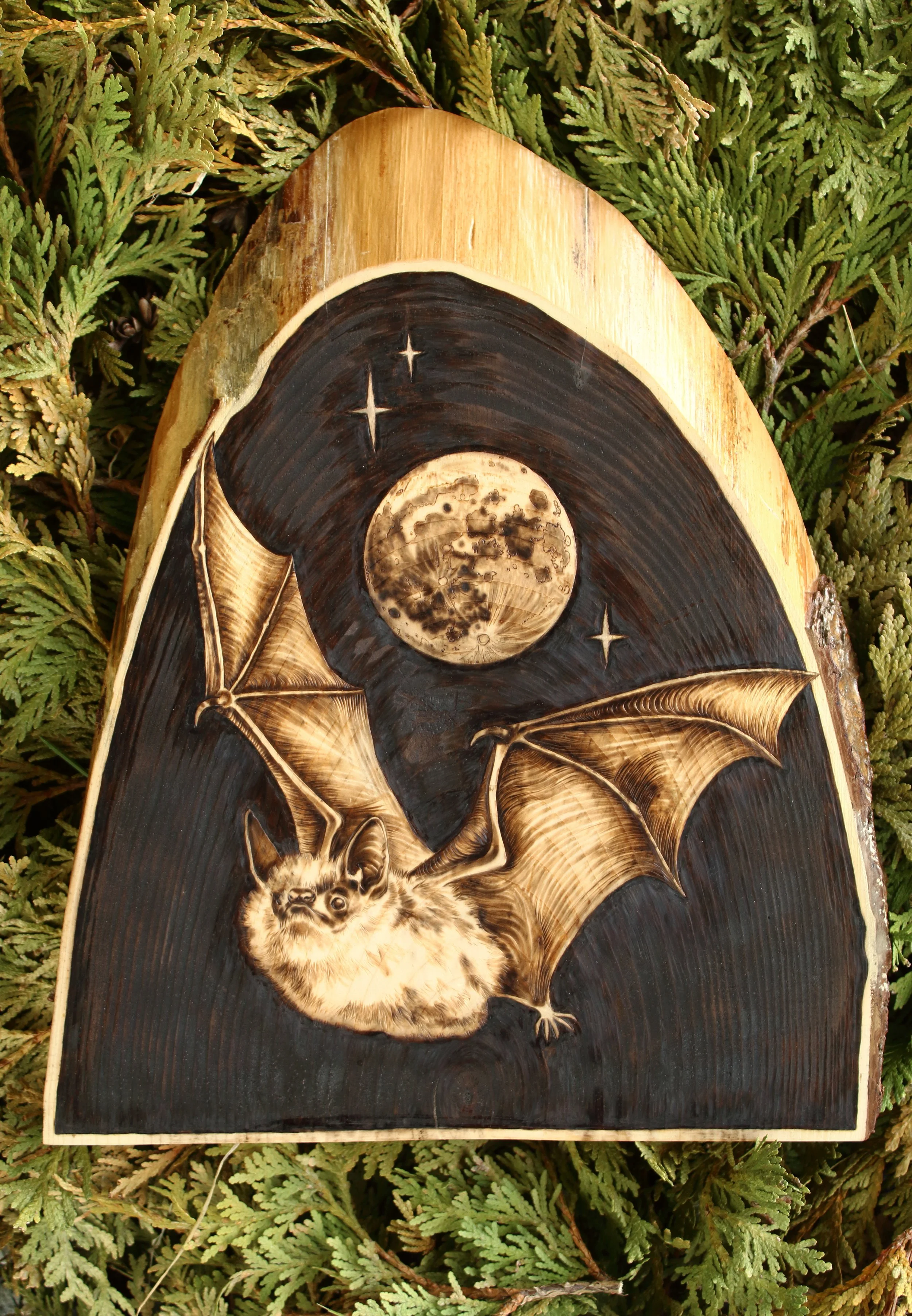 Little Brown Bat