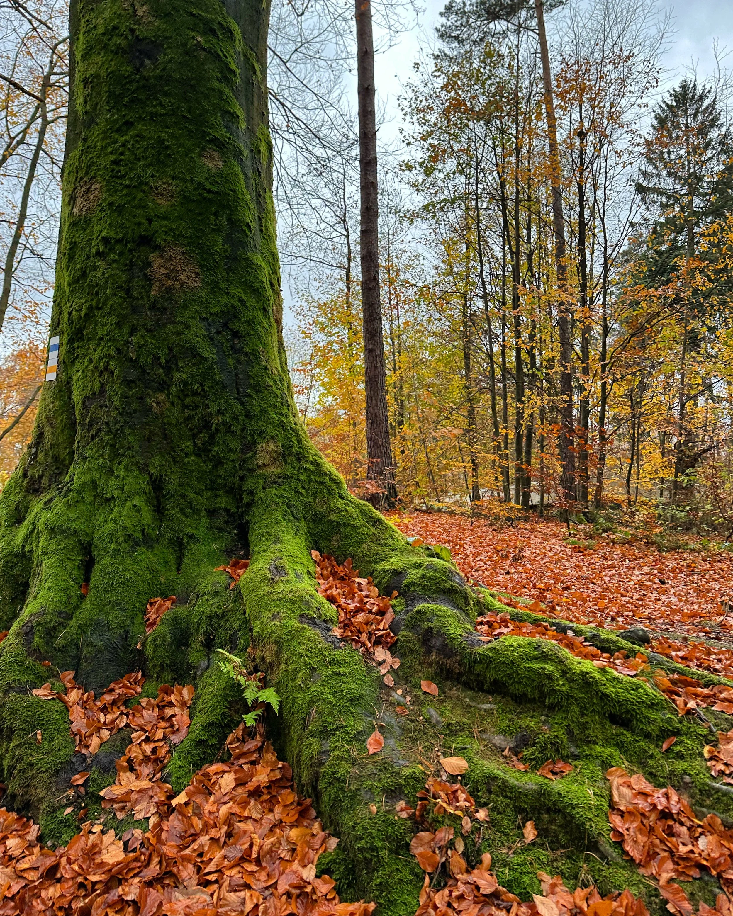 Spiritual Ecology: Te Taiao and People of Faith&nbsp;