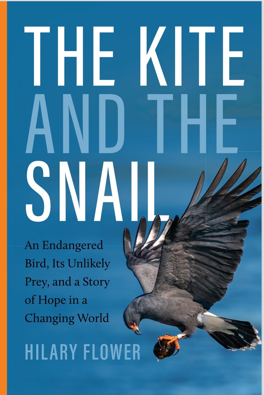 Interview with Hilary Flower, author of “The Kite and the Snail” 
