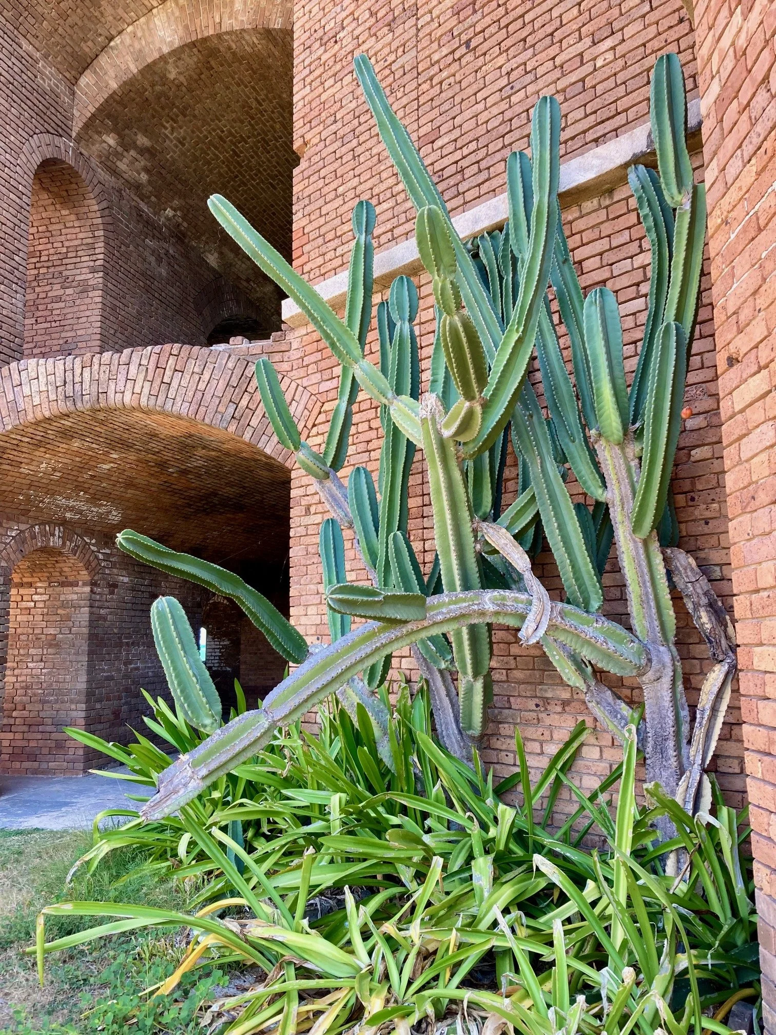 In 1868, Joseph Bassett Holder wrote about Fort Jefferson for Harper's Magazine. "The Dry Tortugas is not a perfect desert." Many plants grow here and birds flourish.