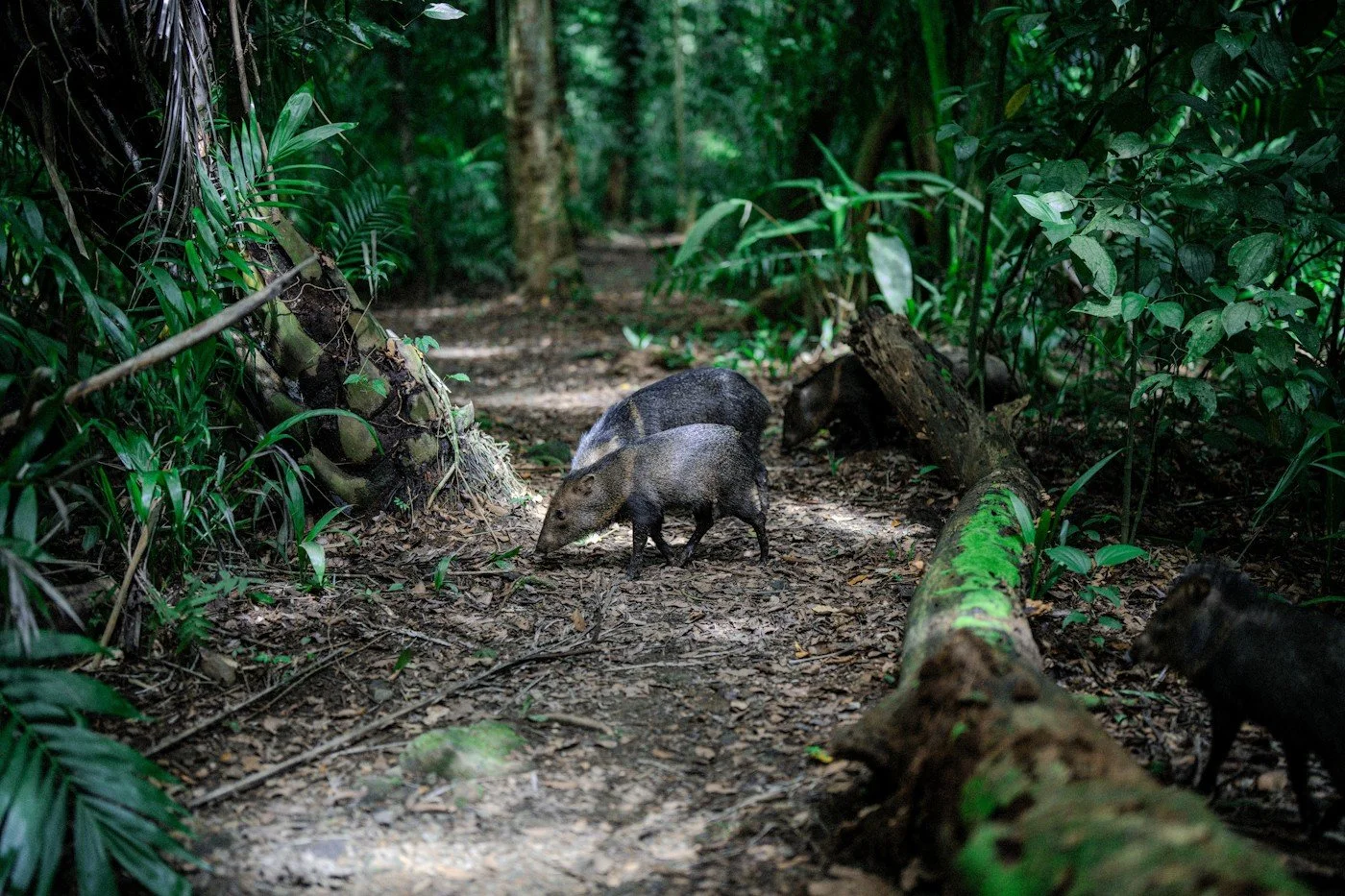 Natural reserve, costa rica, carpe diem holistic trips.jpg