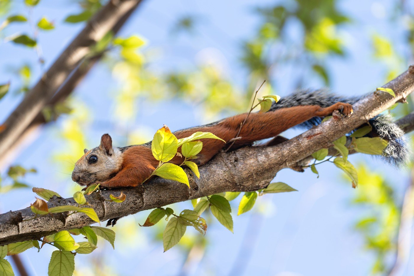 carpe_diem_holistic_travels_costa rica_nature_wildlife.jpg