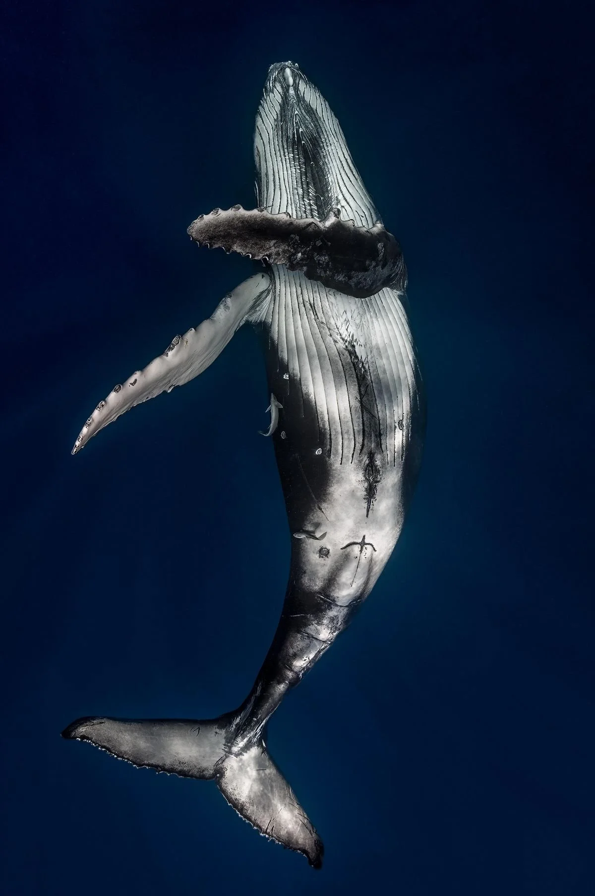 carpe diem holistic_2026_tonga whales 6.jpg