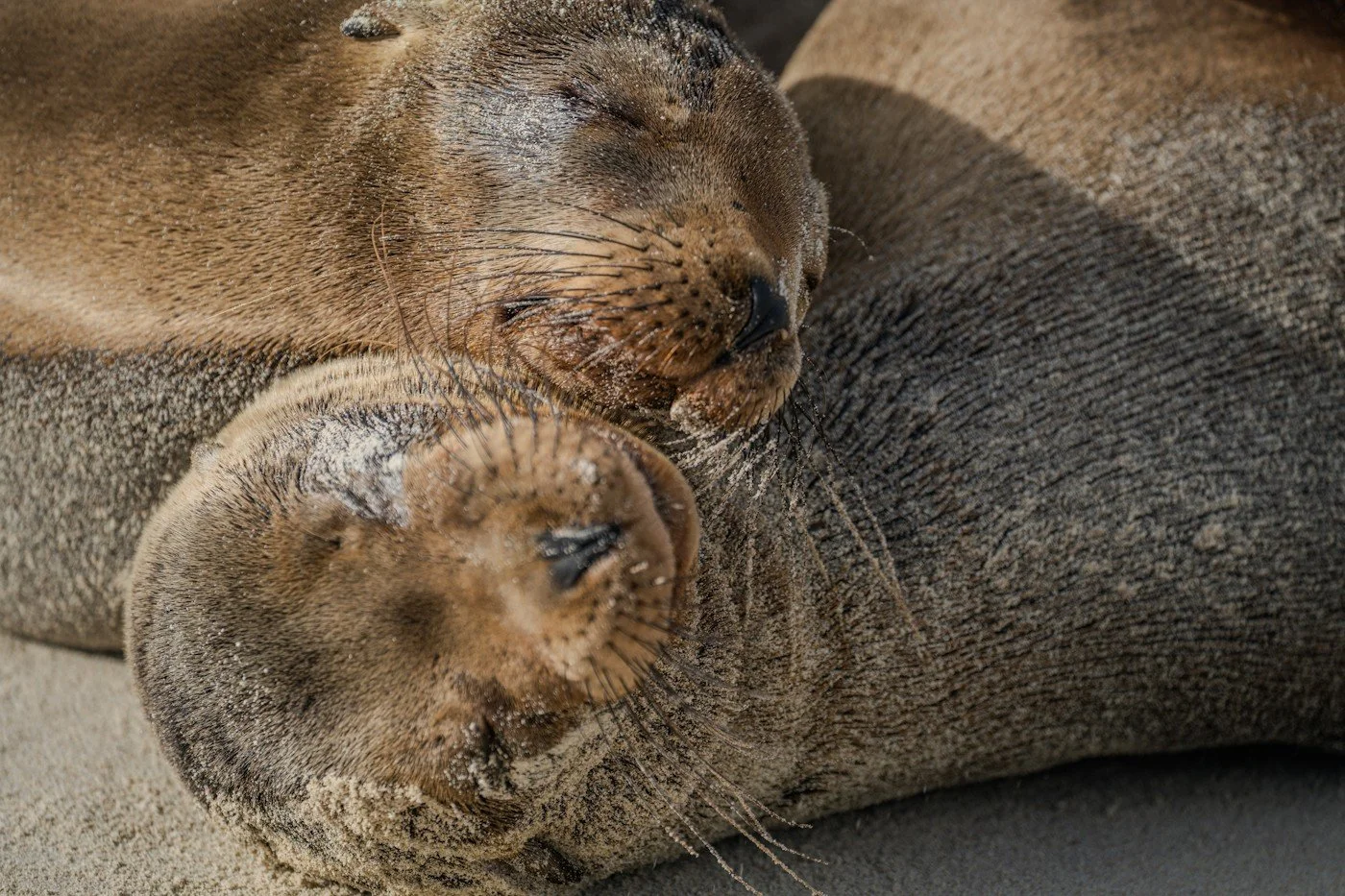 Galapagos_trip_by_carpe_diem_holistic (5).jpg