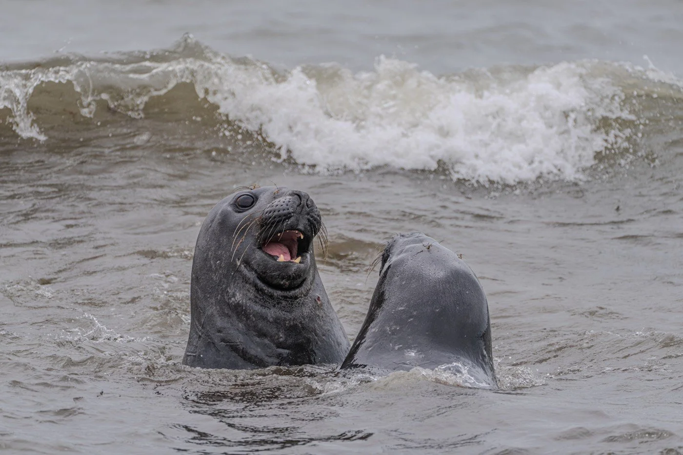 Carpe_Diem_Holistic_Patagonia_trip_wildlife (3).jpg