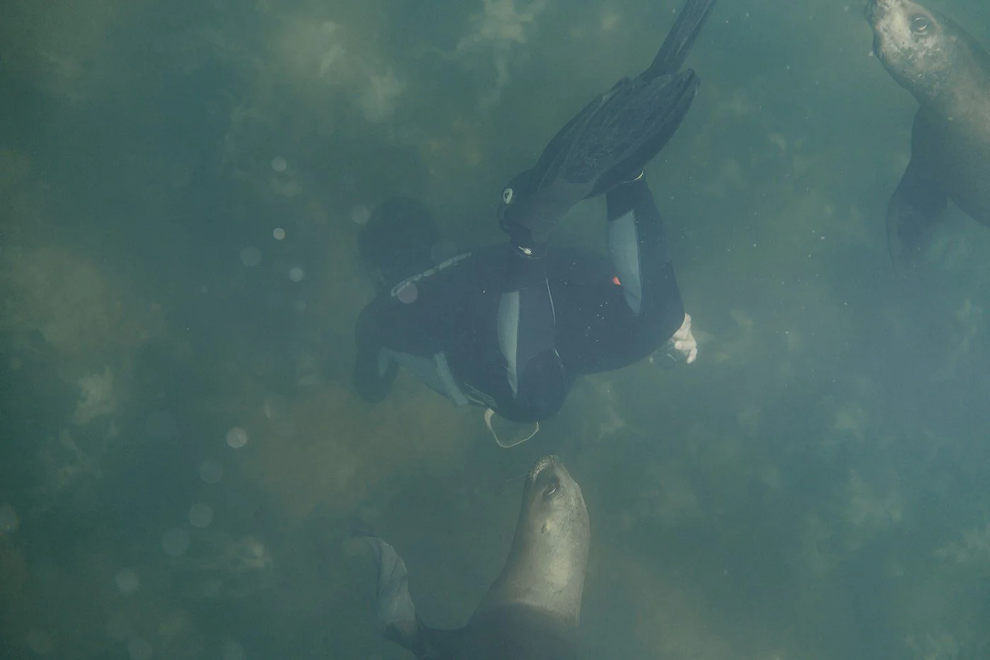 freediving with sea lions, photo by carpe diem holistic