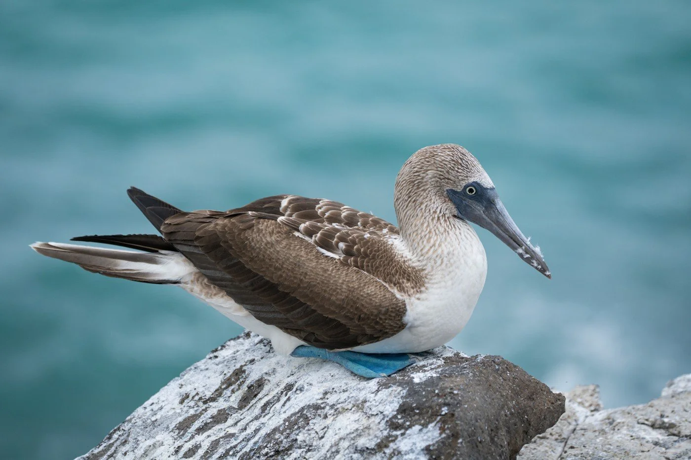 Galapagos_trip_by_carpe_diem_holistic_phootgraphy_wildlife (1).jpg