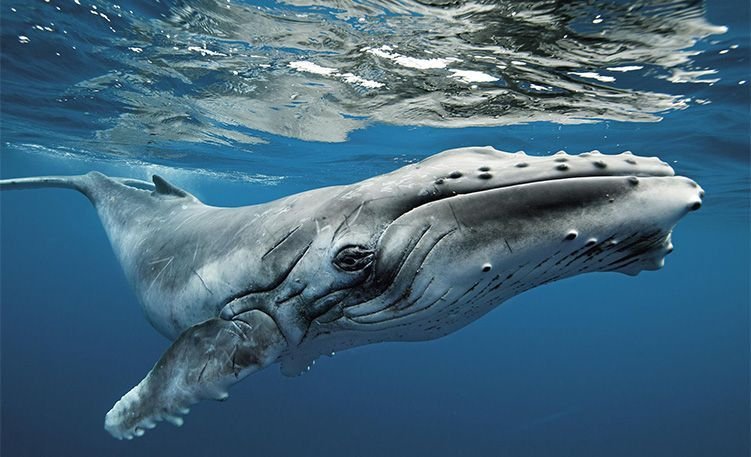 tonga_ballena-jorobada.jpg