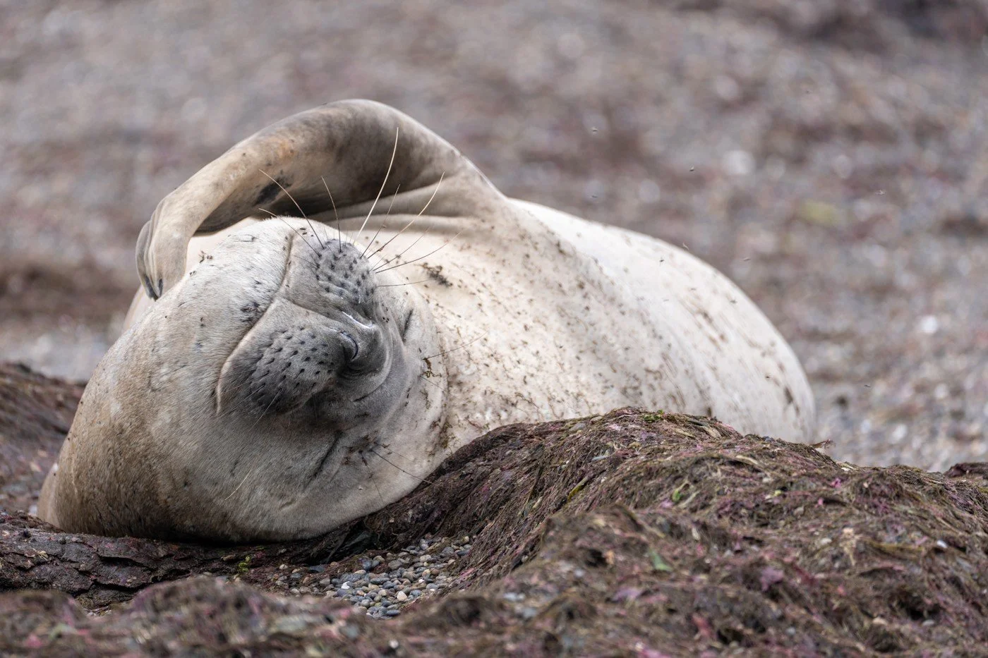 Carpe_Diem_Holistic_Patagonia_trip_wildlife (2).jpg
