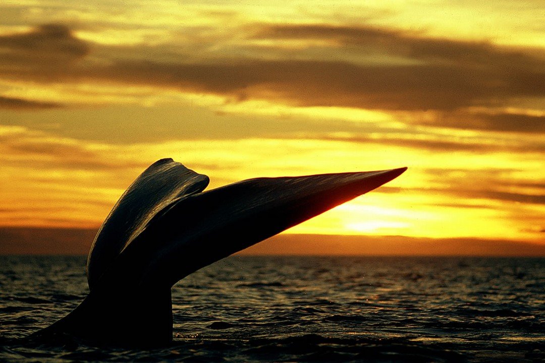 a close up of a whale tale shot by carpe diem holistic in pensinula valdes during a sunset whale watching session