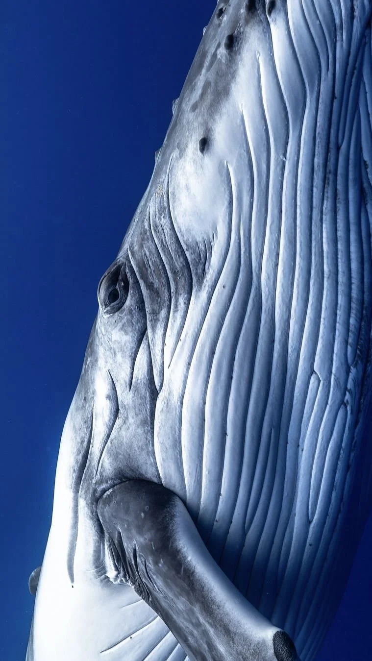 carpe diem holistic_2026_tonga whales 5.jpg