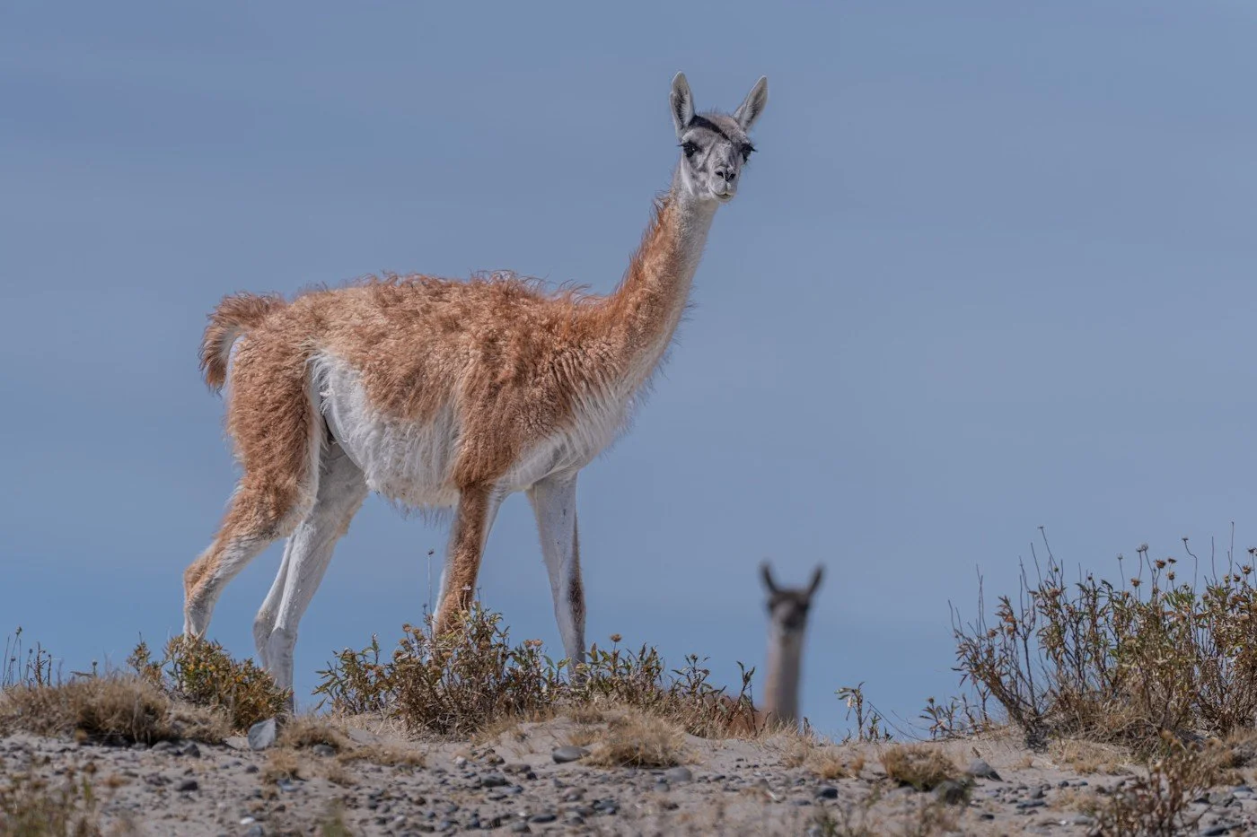 Carpe_Diem_Holistic_Patagonia_trip_wildlife (5).jpg