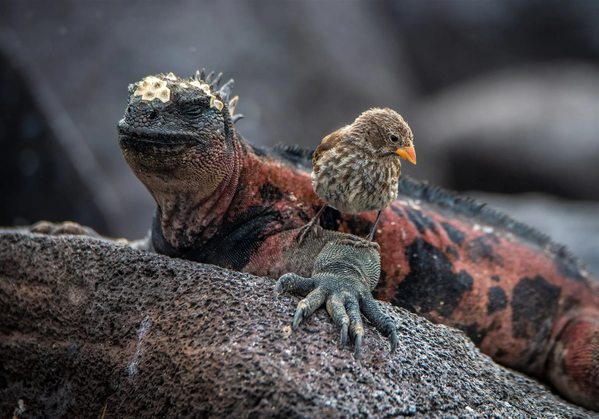Marine iguanas can be spotted in the Galapagos expedition guided by Carpe Diem Holistic
