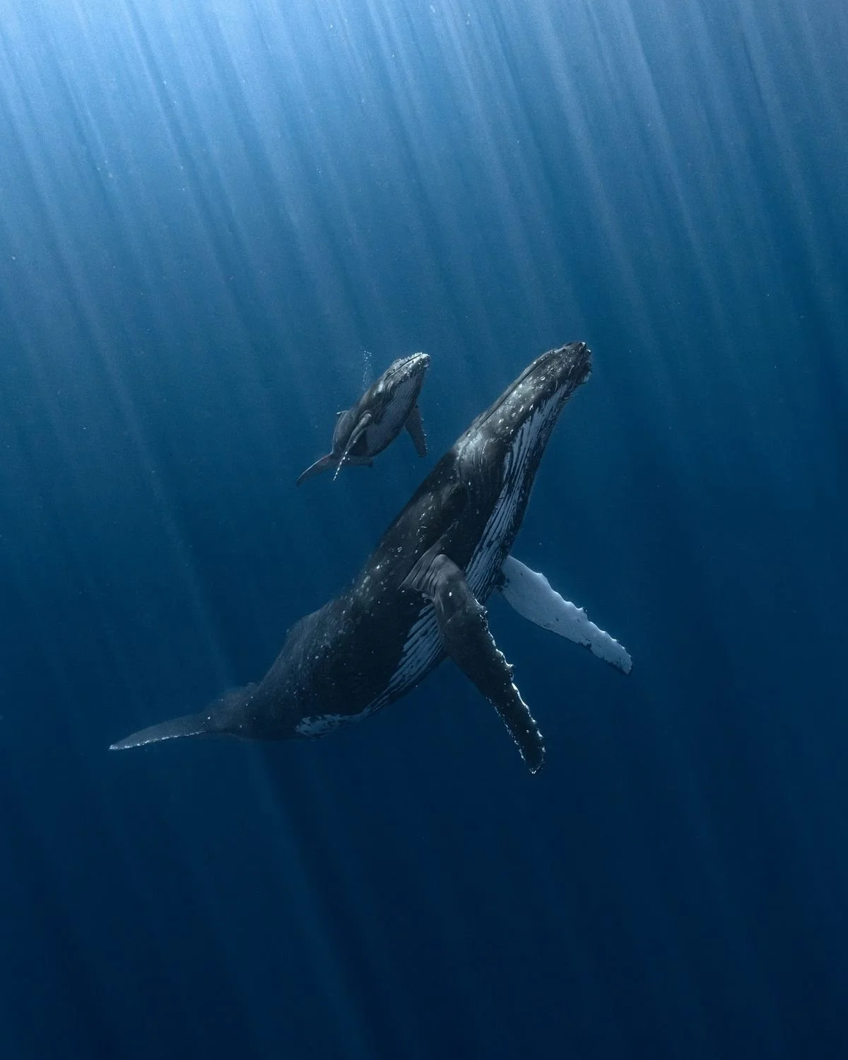 carpe diem holistic_2026_tonga whales 2.jpg