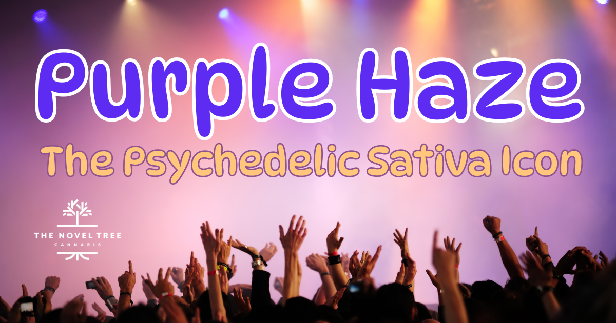 Purple Haze: The Psychedelic Sativa Icon