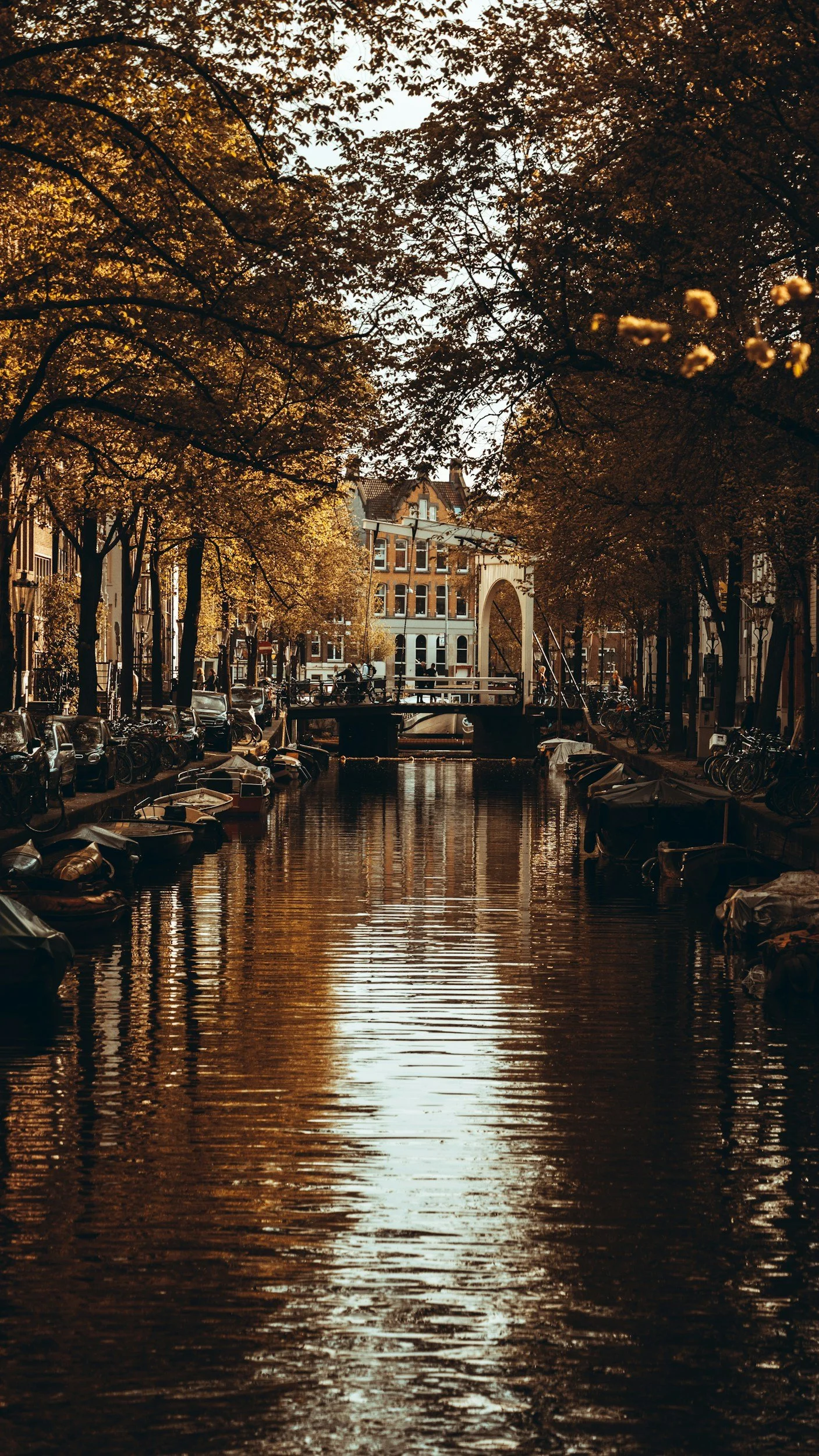 amesterdam, white widows hometown