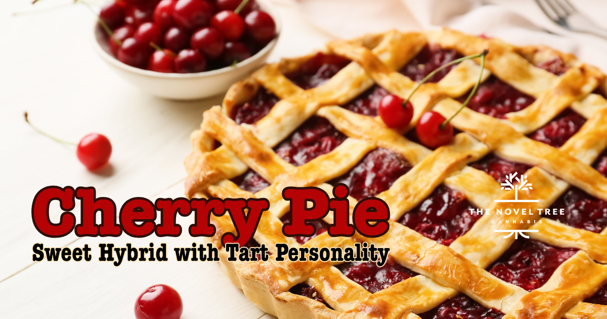 Cherry Pie: Sweet Hybrid with Tart Personality