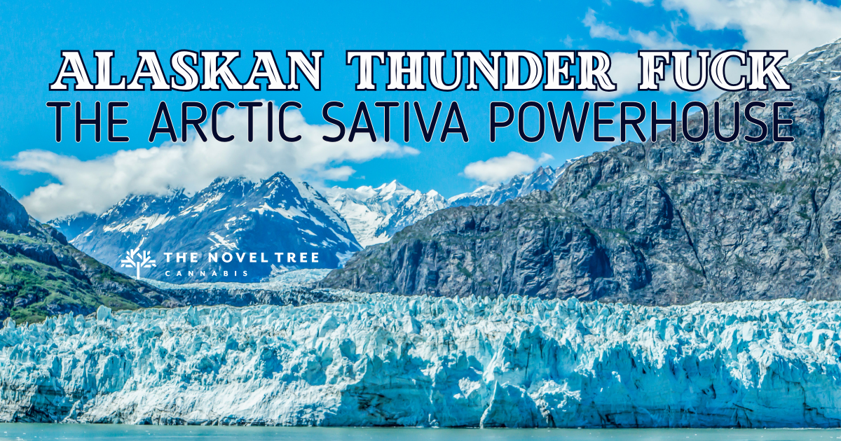 Alaskan Thunder Fuck (ATF): The Arctic Sativa Powerhouse