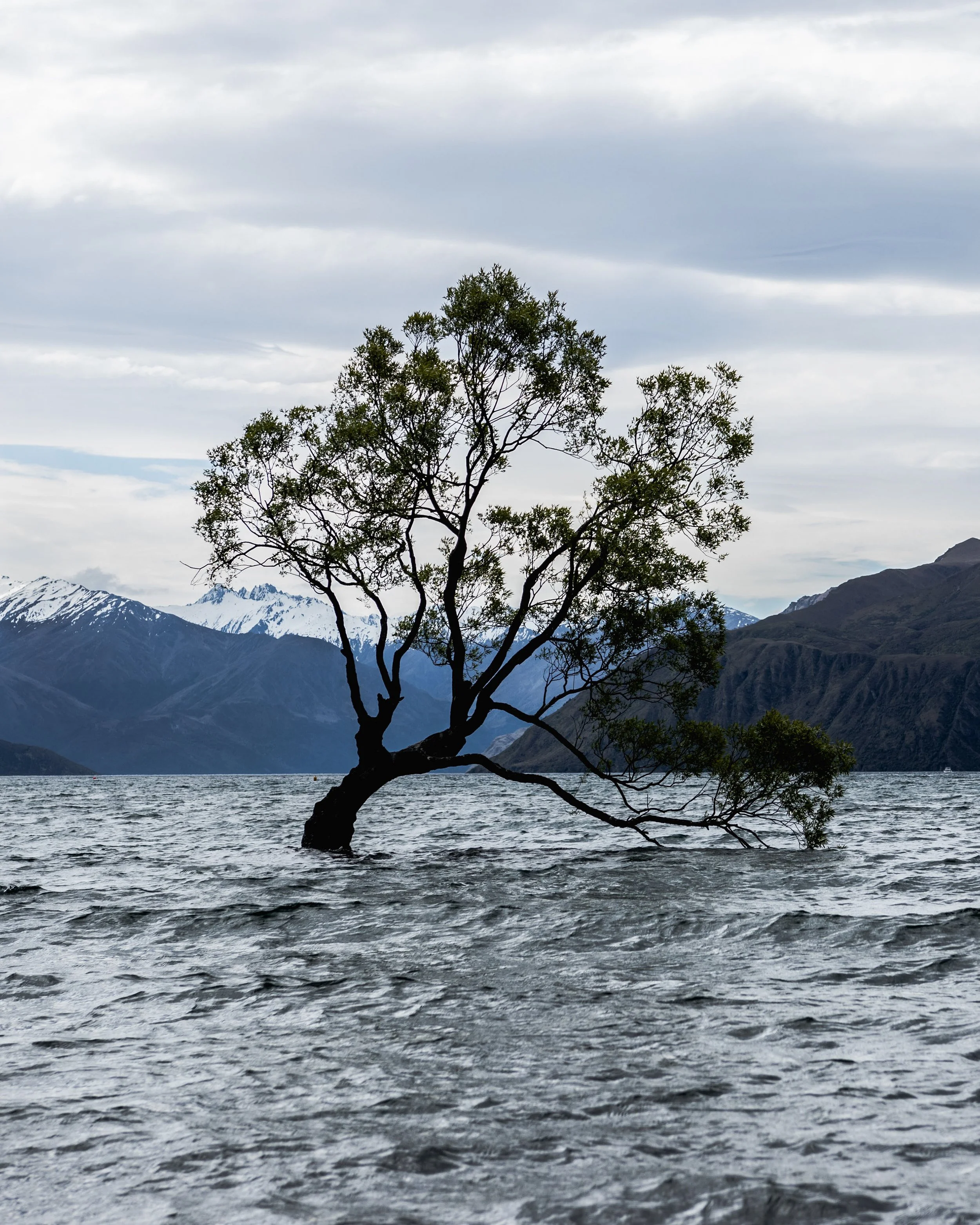 NZ12.jpg