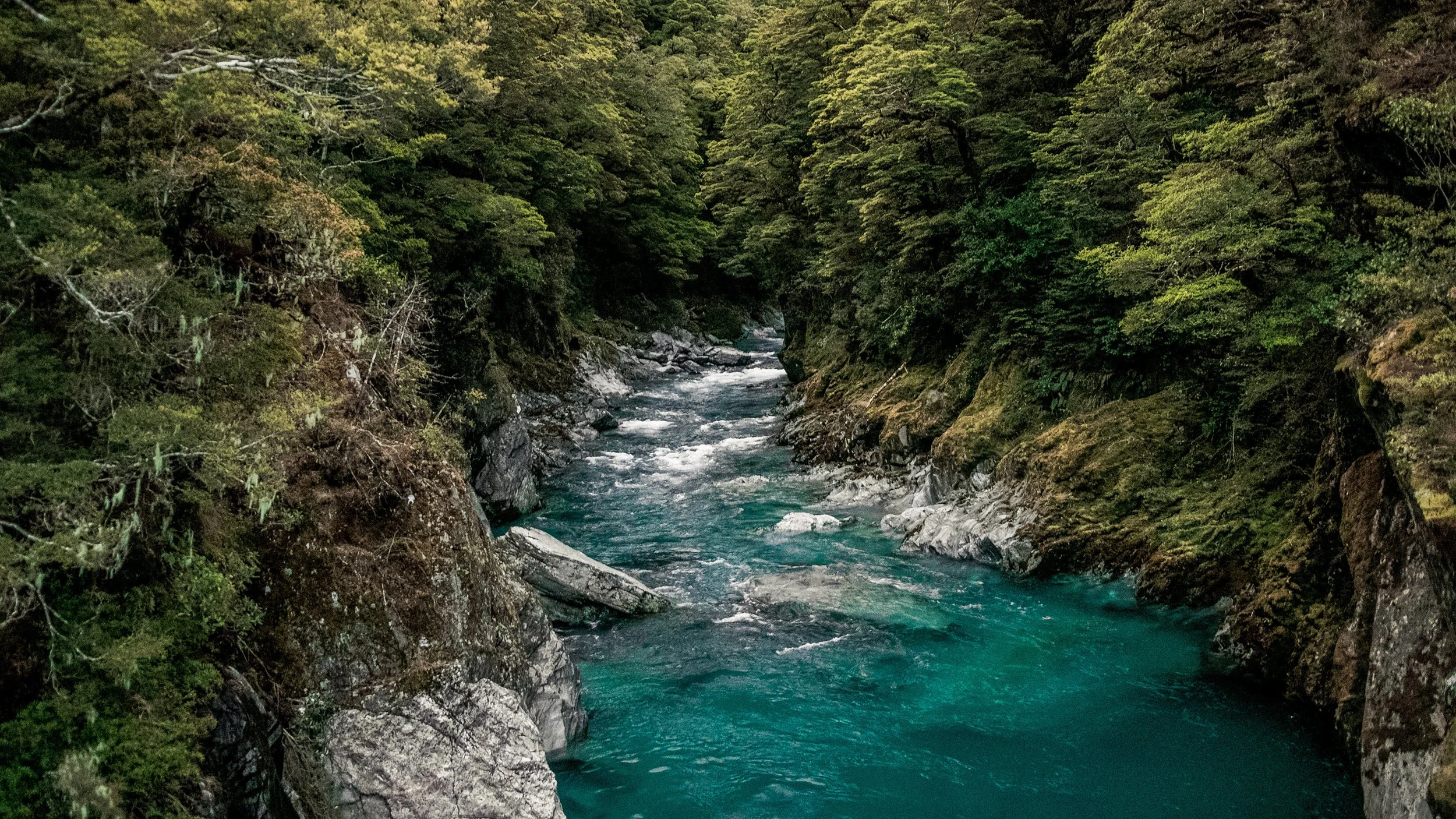 NZ1.jpg