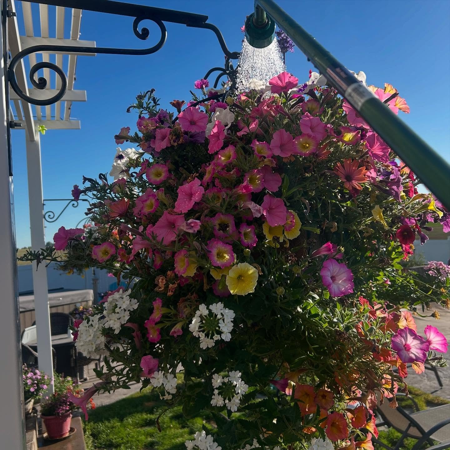 As the heat rises you will need to water more, at least 2 times per day. The key is water slow and make sure you soak the roots and soil really well. If you think you&rsquo;ve watered enough&hellip;.water a little more. As you increase your watering 