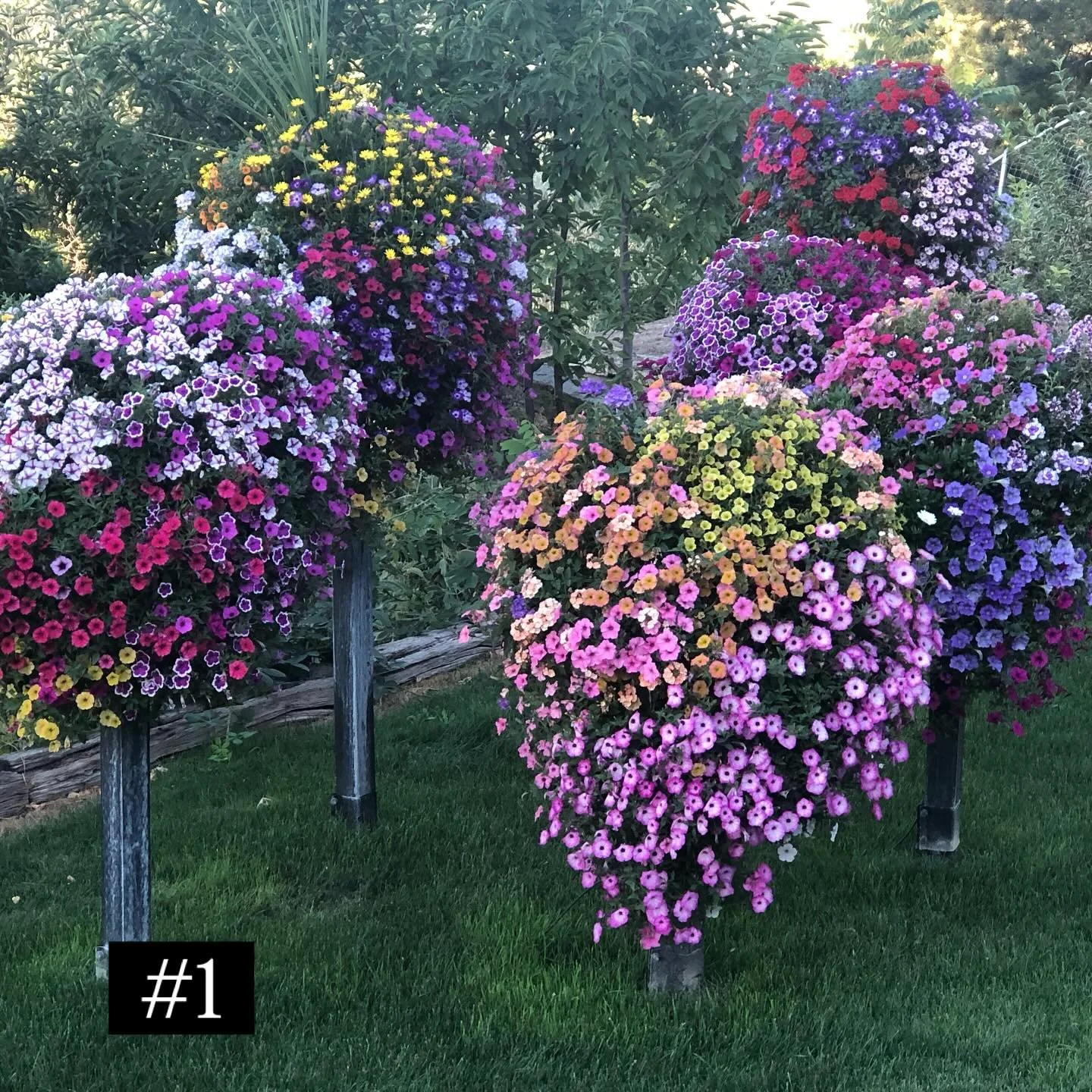 CONTEST FINALIST!!!!!
Thank you to everyone that sent photos and participated. We narrowed it down to 20, this was done anonymously and with a committee of 10. They looked at the pictures entered and picked their top 20, those with the most votes wer