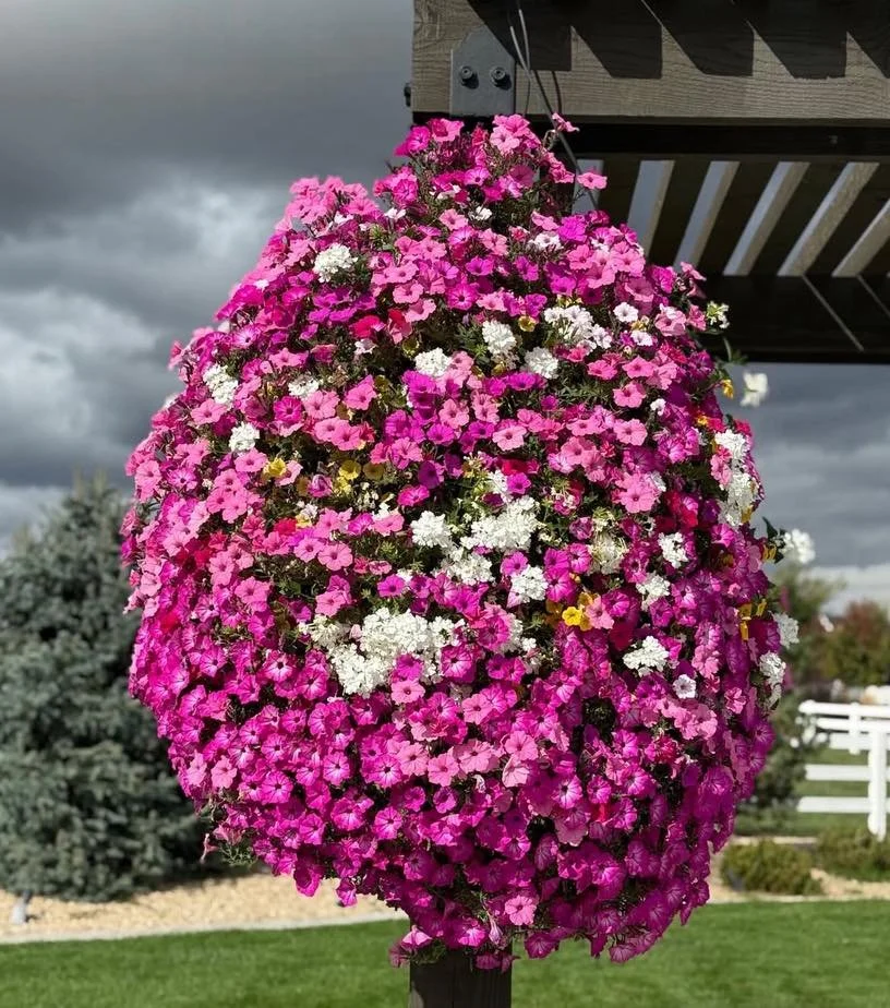 ATTENTION!!
If you have a refillable type basket that you have purchased from us, we will start taking those back starting December 1st. 
As it gets closer I will be make a post with directions on how to do that. Make sure you empty them now, we will