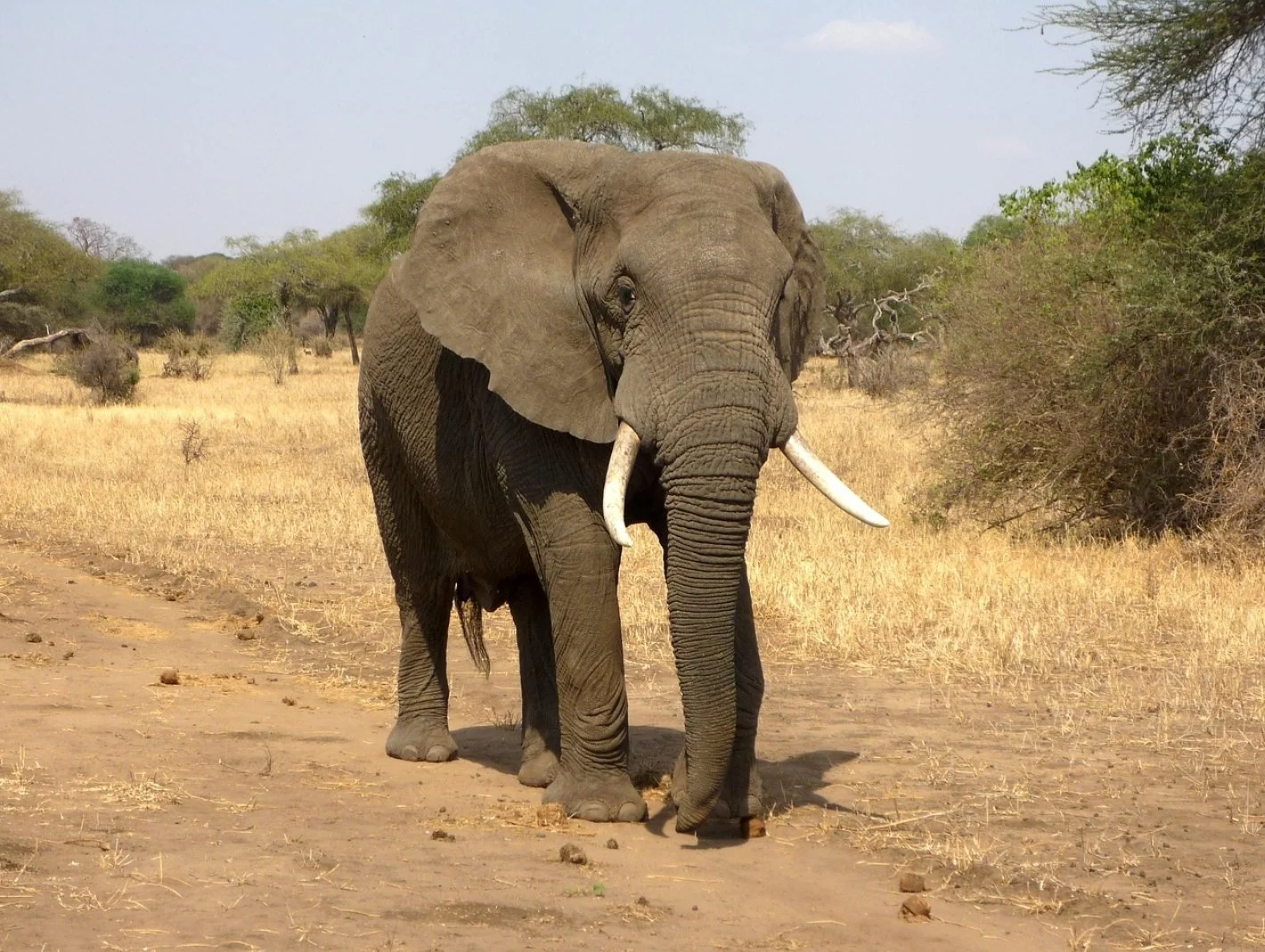 The Elephant in the Room
