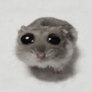 sad hamster.jpg