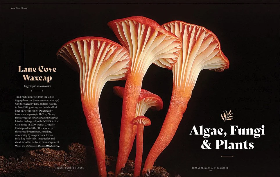 E&E_100-101_Algae Fungi Plants_mike_MA_SC.jpg