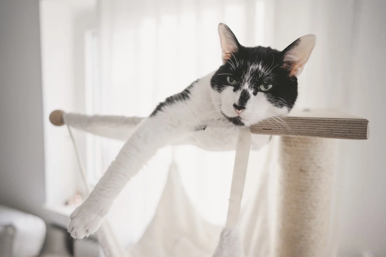 Räuberkatzen