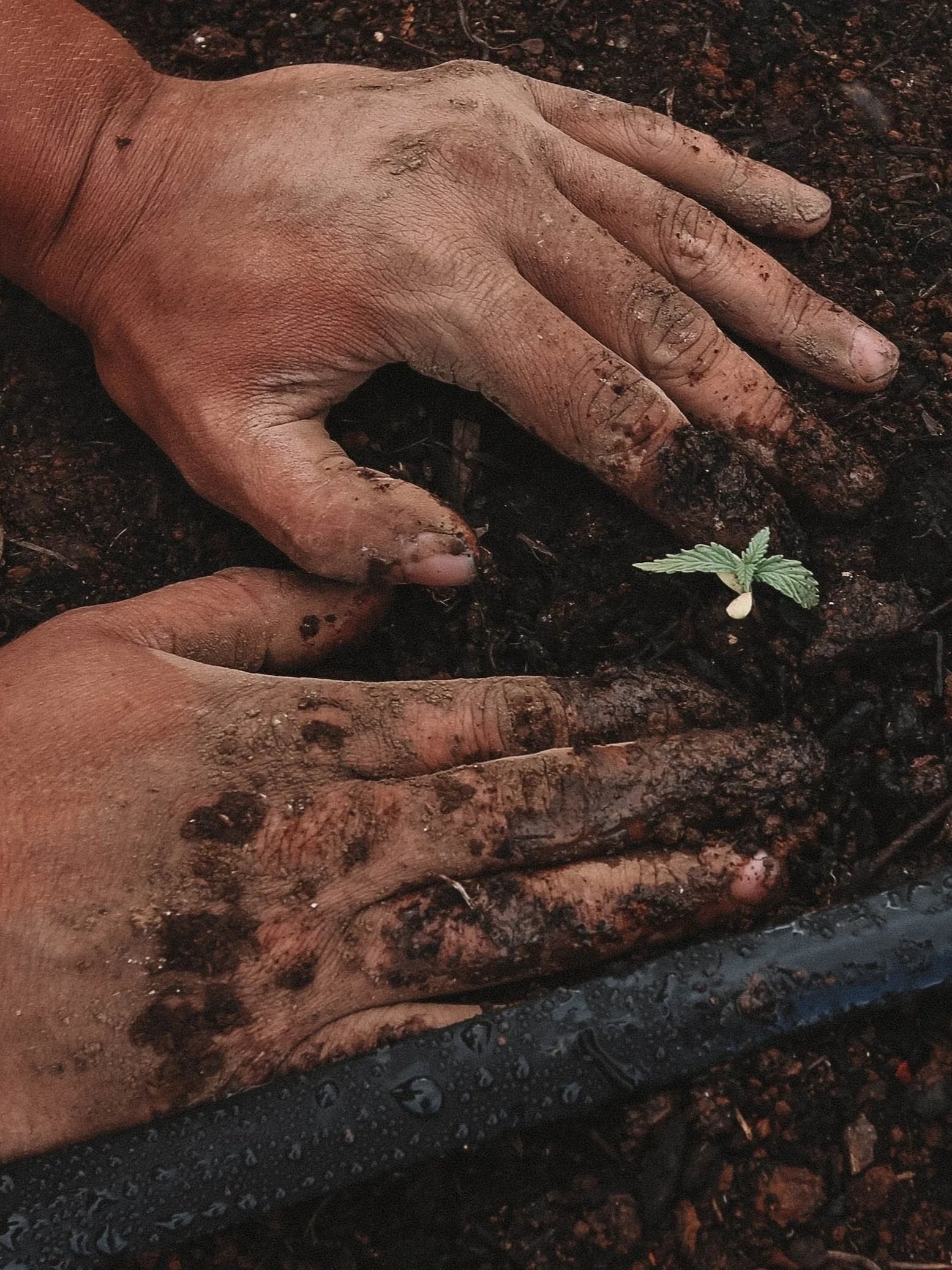 Mains d'homme en train de planter une graine