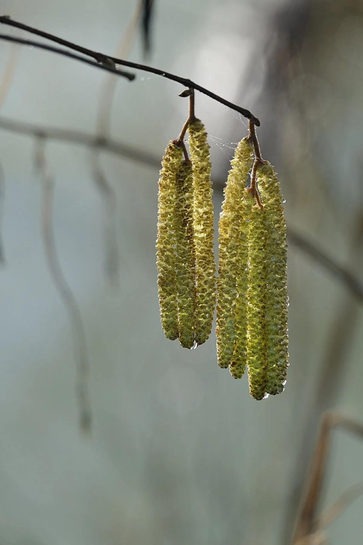 Les chatons de Noisetier en cuisine