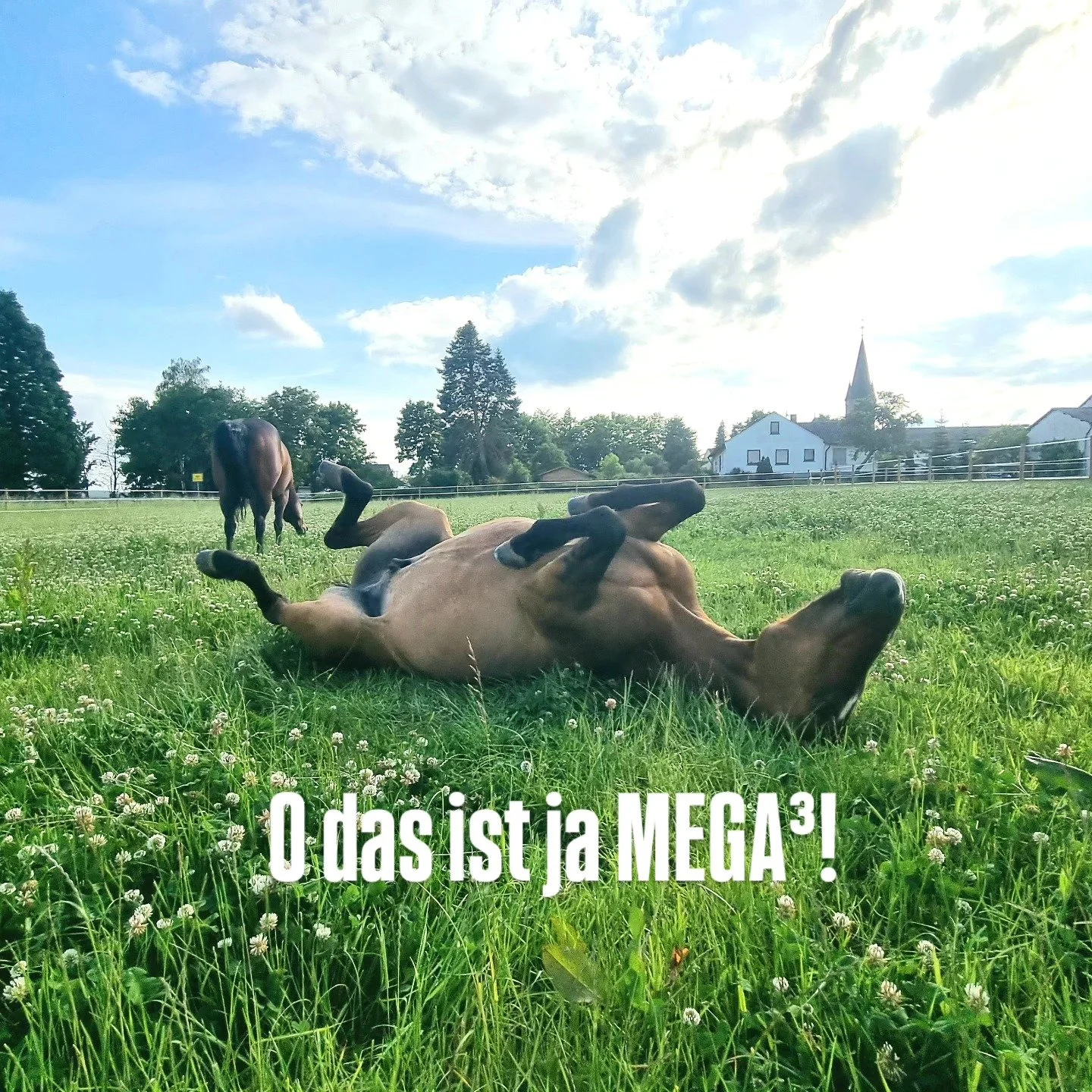 Ganzheitliche Wege f&uuml;r mehr Gesundheit, Klarheit und pers&ouml;nliche Entwicklung 💚

Seit vielen Jahren begleite ich Menschen mit EMDR-basierten Methoden, Hypnose, Energetik, Human-Design, pferdebegleiteter Pers&ouml;nlichkeitsentwicklung und v