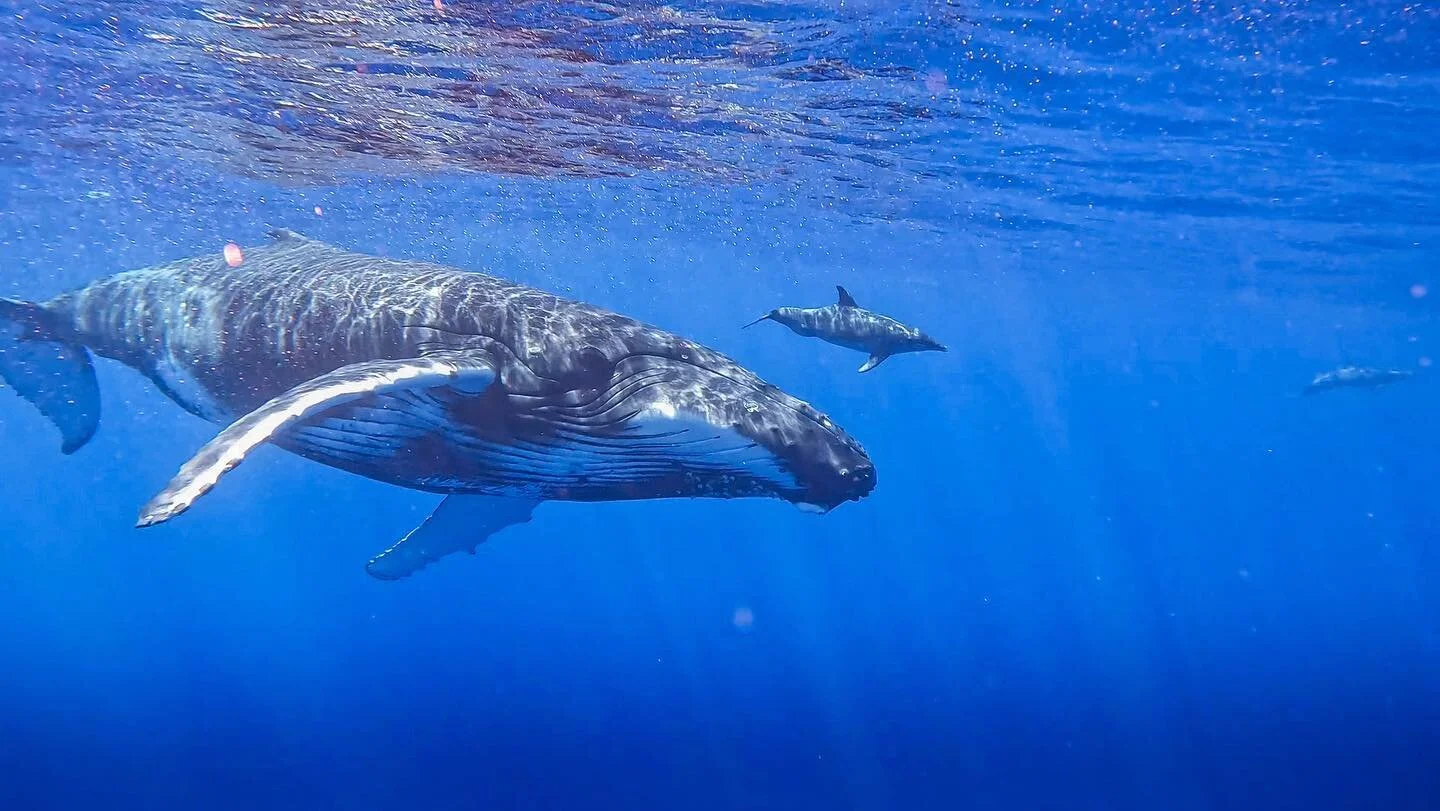 wishing I was back in the water with these beautiful creatures. 💙🐋