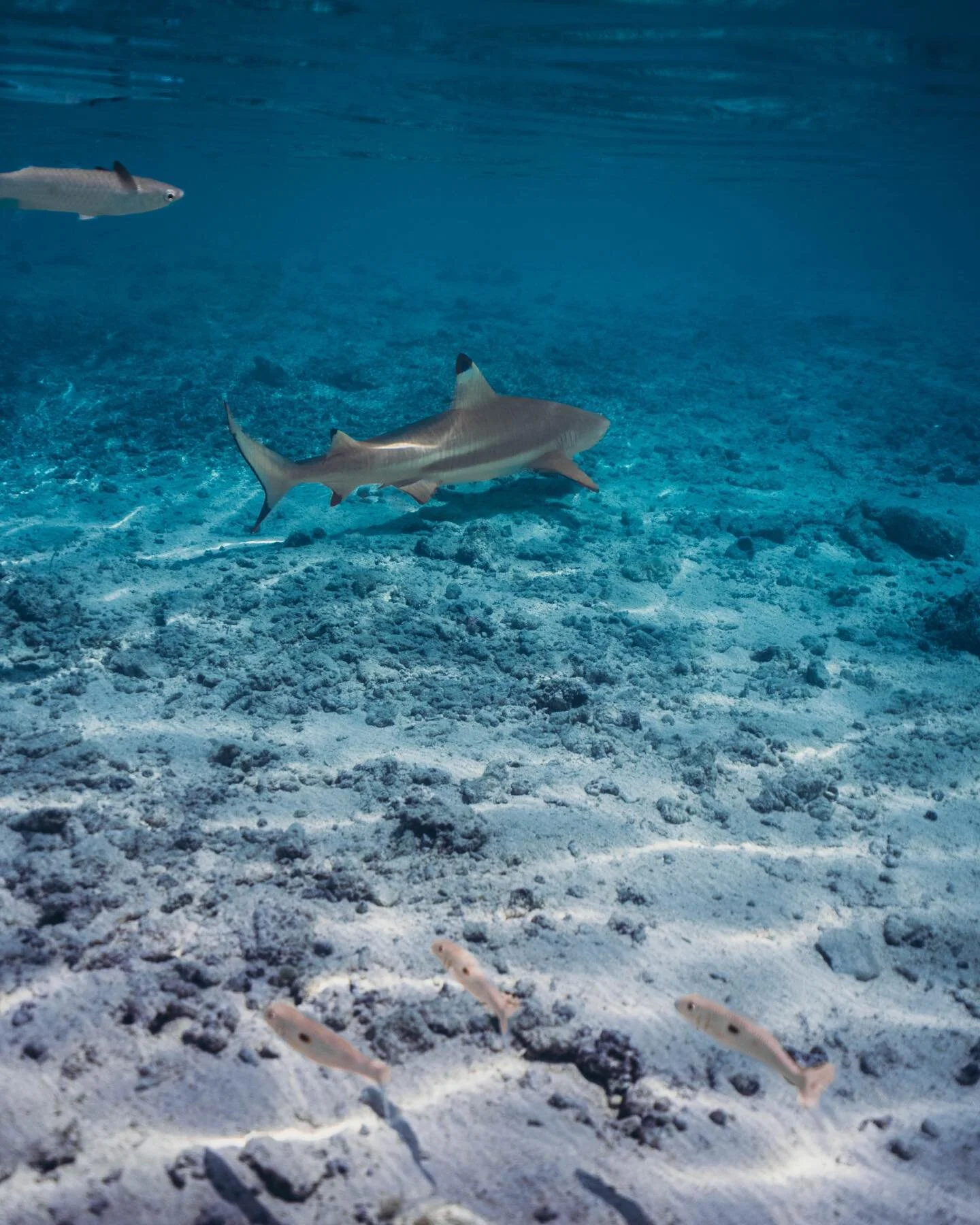 fish are friends not food 🧜🏼&zwj;♂️ the black tip reef shark.