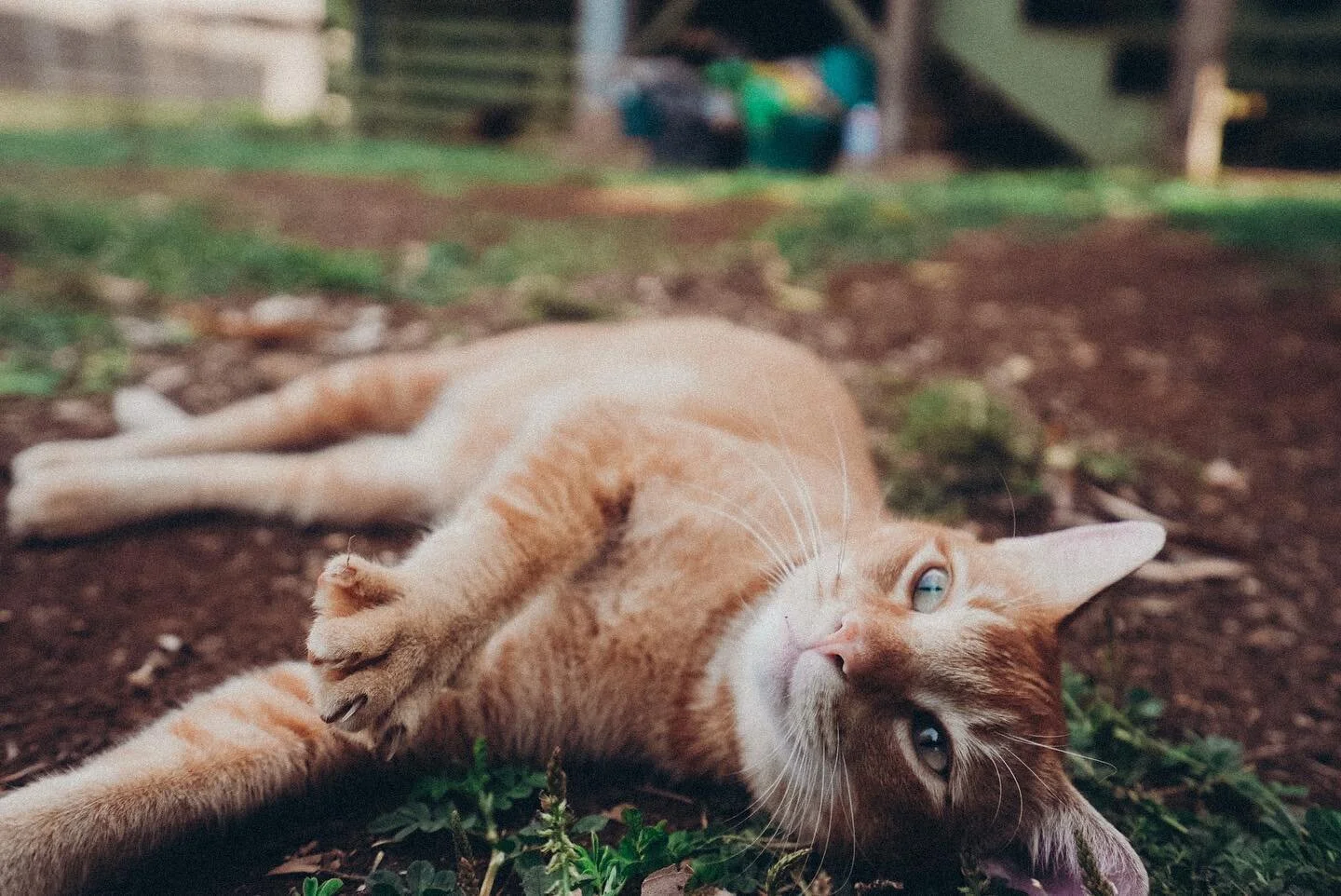 jack is literally king of the house. #TheLionKing 🦁
