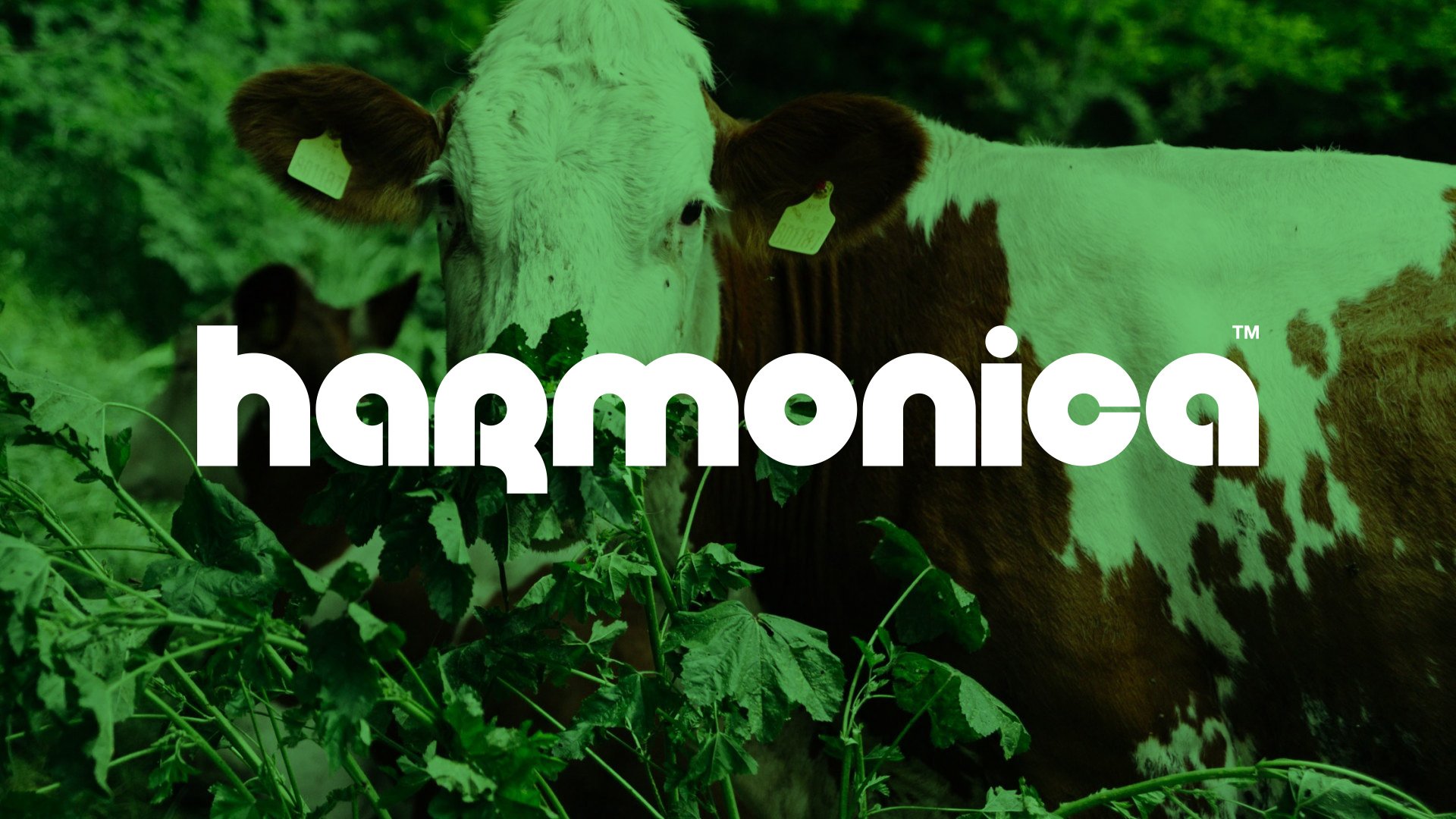 Harmonica
