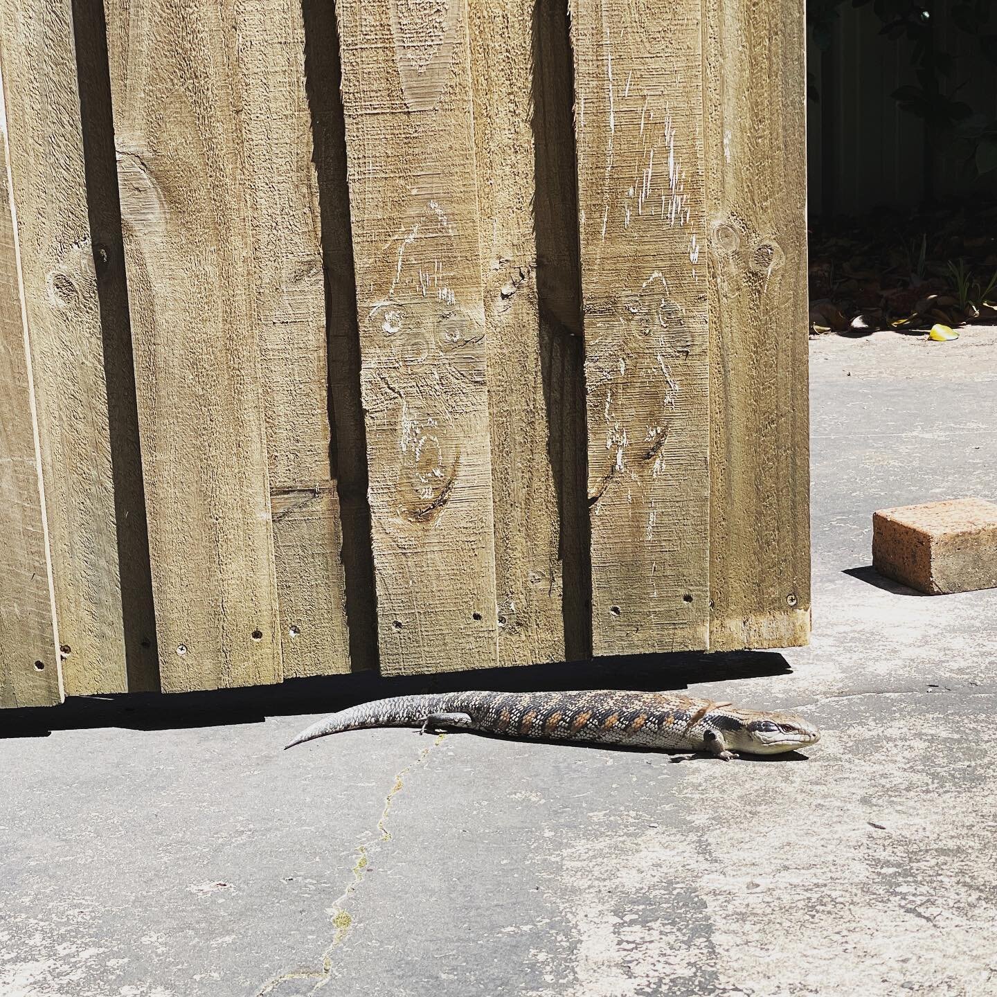 An early visitor to the framing shed..😱