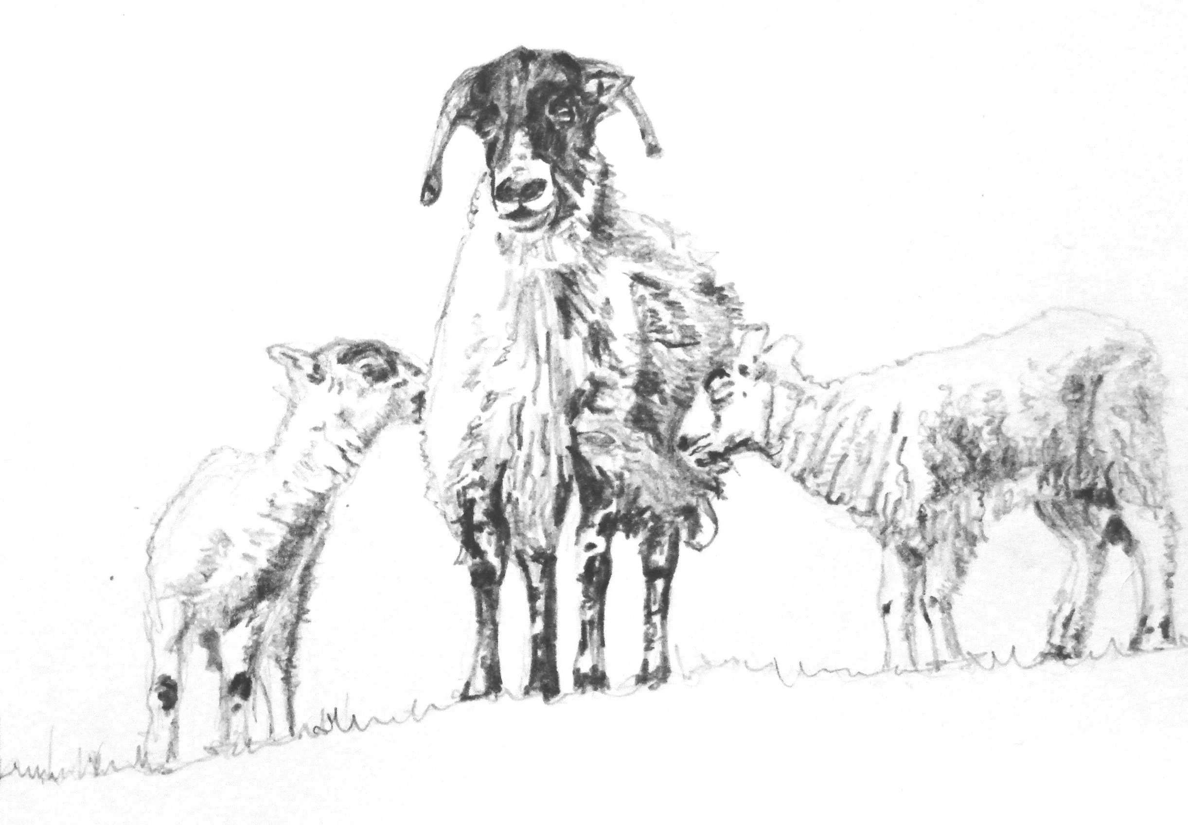Sheep and two lambs drawing